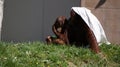 Baby Orangutan and Mother Royalty Free Stock Photo