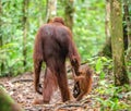 Baby orangutan and mother in a natural habitat. Royalty Free Stock Photo