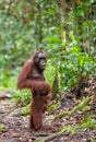 Baby orangutan and mother in natural habitat. Royalty Free Stock Photo