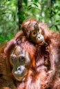 Baby orangutan on mother`s back in a natural habitat. Royalty Free Stock Photo