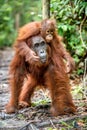 Baby orangutan on mother`s back in a natural habitat. Royalty Free Stock Photo