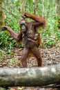 Baby orangutan on mother`s back in a natural habitat. Royalty Free Stock Photo