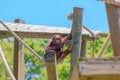 A baby orangutan playing by itself swinging on a rope. Royalty Free Stock Photo