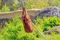 A baby orangutan playing by itself swinging on a rope. Royalty Free Stock Photo