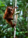 Baby orangutan (Pongo pygmaeus). Royalty Free Stock Photo