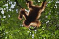 Baby orangutan (Pongo pygmaeus). The cub silhouette of an orangutan in green krone of trees Royalty Free Stock Photo