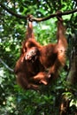 Baby orangutan (Pongo pygmaeus) play. Royalty Free Stock Photo