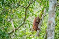 Baby orangutan in the wild nature. Pongo pygmaeus Royalty Free Stock Photo