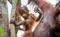 Baby orangutan in the wild nature. Pongo pygmaeus Royalty Free Stock Photo