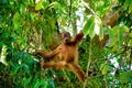 Baby orangutan shows off Sumatra, Indonesia Royalty Free Stock Photo