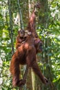 Baby orangutan sits on his mother's back and thinks of the etern
