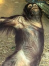 Baby orangutan swinging in bars in cage Royalty Free Stock Photo