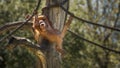 Baby orangutan is swinging. Orang-utan, orangutang, orang-utang, the most intelligent primate Royalty Free Stock Photo