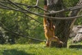 Baby orangutan is swinging. Orang-utan, orangutang, orang-utang, the most intelligent primate Royalty Free Stock Photo