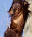 Baby orangutan swinging around Royalty Free Stock Photo