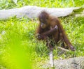 Baby orangutan Royalty Free Stock Photo