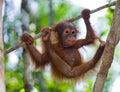 A baby orangutan in the wild. Indonesia. The island of Kalimantan (Borneo).