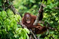 A baby orangutan in the wild. Indonesia. The island of Kalimantan (Borneo).