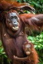 Baby orangutan in the wild nature. Pongo pygmaeus Royalty Free Stock Photo