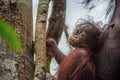 Baby orangutan in the wild nature. Pongo pygmaeus Royalty Free Stock Photo