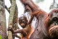 Baby orangutan in the wild nature. Pongo pygmaeus Royalty Free Stock Photo