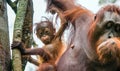 Baby orangutan in the wild nature. Pongo pygmaeus Royalty Free Stock Photo