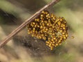 Baby orb weaver spiders, spiderlings, in nest, Yellow and black, macro.