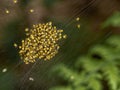 Baby orb weaver spiders, spiderlings, in nest, Yellow and black, macro.