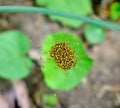 Baby orb-weavers leaving home Royalty Free Stock Photo