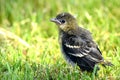 Baby Orchard Oriole