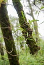 Baby orchids in the forest Tak ,Thailand. Royalty Free Stock Photo