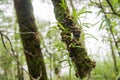 Baby orchids in the forest Tak ,Thailand. Royalty Free Stock Photo