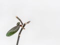 Baby orchids on a peduncle with roots. Orchid breeding. Copy space Royalty Free Stock Photo