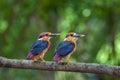 Baby Oriental Dwarf Kingfishers at Chiplun,Maharashtra,India