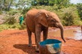 Baby Orphaned Elephant standing.