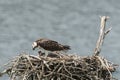 Osprey eating fish from female osprey Royalty Free Stock Photo