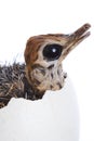 Baby Ostrich in Egg Royalty Free Stock Photo