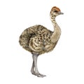 Baby ostrich hand drawn watercolor illustration. Realistic African wildlife native bird. Realistic single cute baby