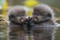 baby otters floating on lake, with their hands intertwined, and smiling at each other