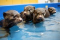 baby otters swimming in school together, their tiny paws clasped Royalty Free Stock Photo