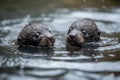 baby otters swimming together in the open water, with their tiny paws intertwined Royalty Free Stock Photo