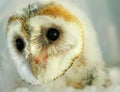 Baby Owl Royalty Free Stock Photo