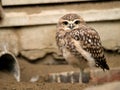 Baby owl