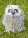 Baby Owl Royalty Free Stock Photo