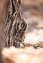 Baby owl behind tree Royalty Free Stock Photo