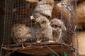 baby owl in cage at animal market