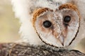 Baby owl chick Royalty Free Stock Photo