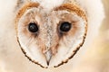 Baby owl chick Royalty Free Stock Photo
