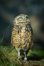 Little young owl bird of prey. Famous wild raptor animals. Small gray yellow owl in Berlin zoo. Funny animals. Wild small little b