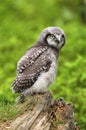 Baby owl Surnia ulula Royalty Free Stock Photo